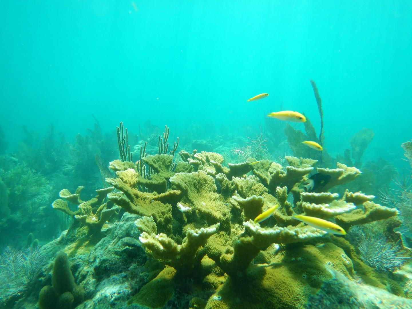 Acropora Palmata