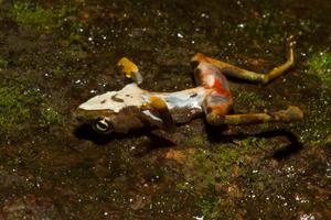 Limosa Harlequin Infected with Chytrid