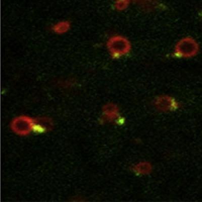 Signaling Receptor Recycling