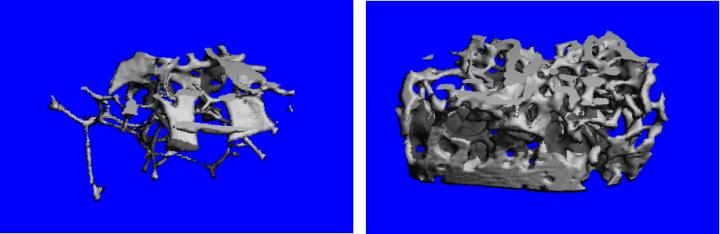 Aging Female Mouse Femur Bone, with and without Treatment