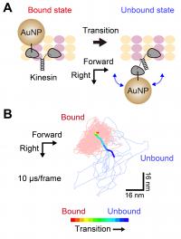 Kinesin Head Motion