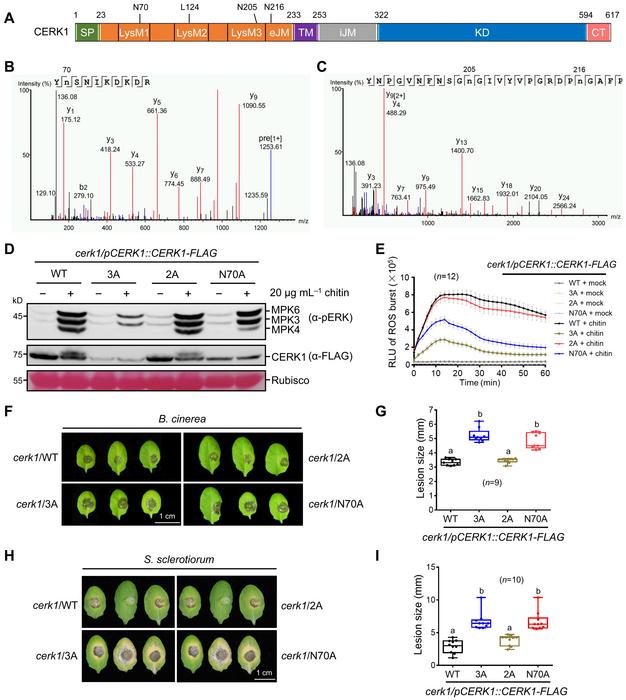 CERK1 deamidation can positively regulate chitin responses and fungal resistance