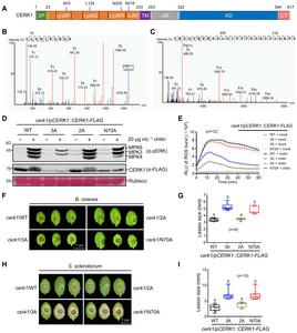 CERK1 deamidation can positively regulate chitin responses and fungal resistance