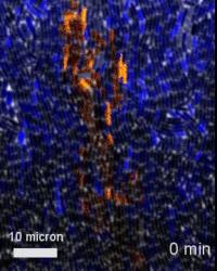 An Electrochemical Signal Percolates through a Bacterial Community