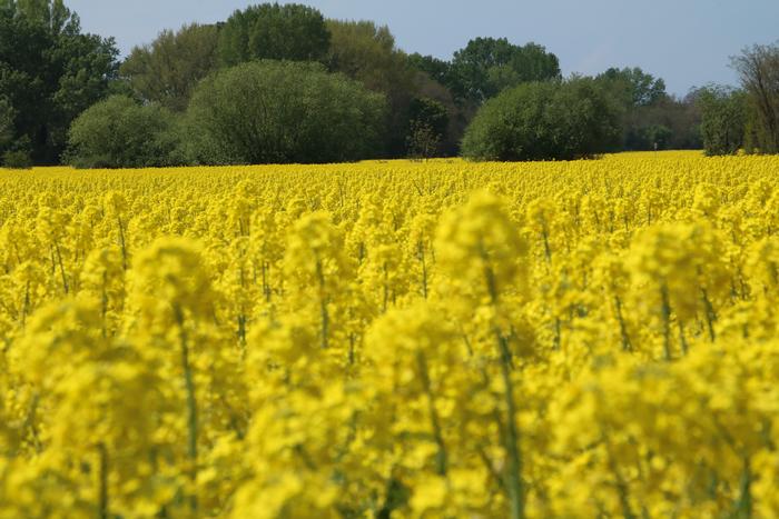 Large-scale winter oilseed rape field in Hungary
