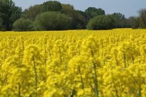 Large-scale winter oilseed rape field in Hungary