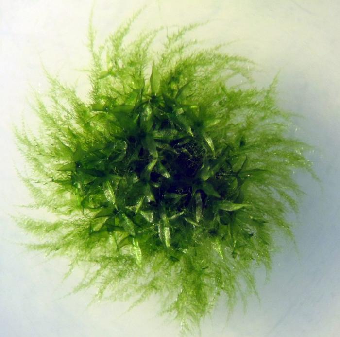 Moss