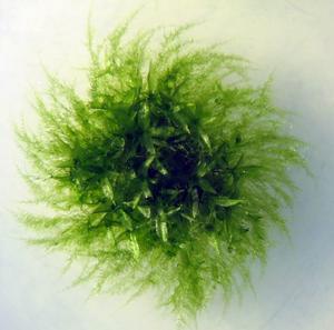 Moss