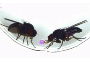 Drosophila subobscura males offer food to females during courtship