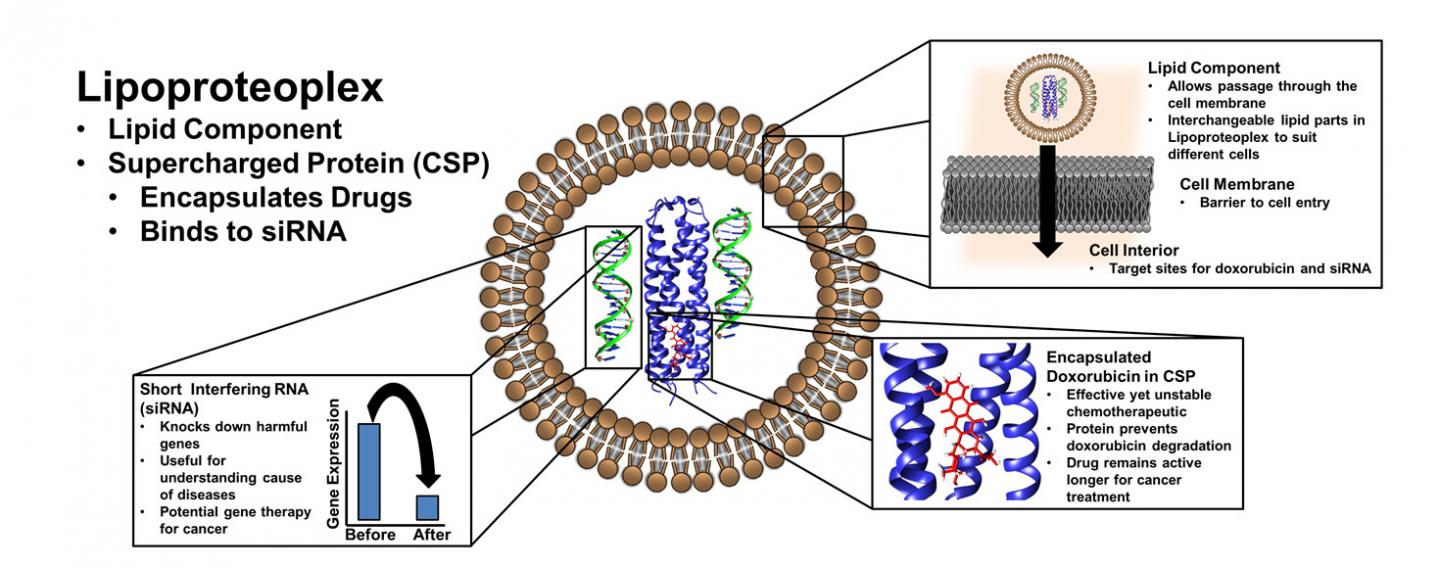 Lipoproteoplex