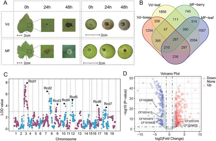 Genetic mapping of white rot resistance in the Vd genome.