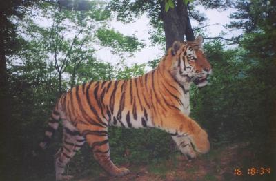 Siberian tiger