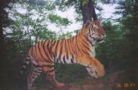 Siberian tiger