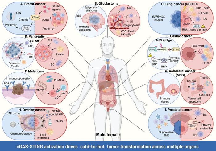 The cGAS–STING pathway drives cold-to-hot immune phenotype transformation across multiple organs.