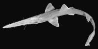 African Dwarf Sawshark