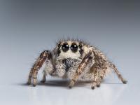 <i>Habronattus hirsutus</i> Female