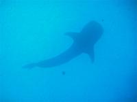 Whale Shark Silhouette
