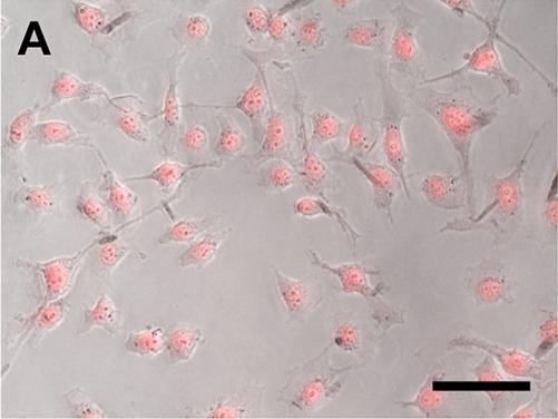 Cell Uptake
