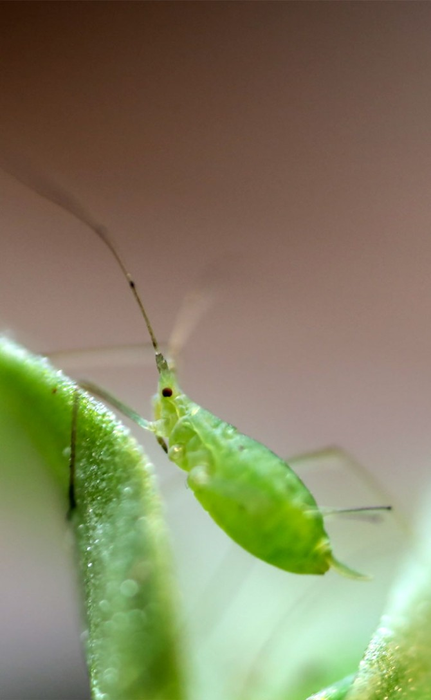 Pea aphid