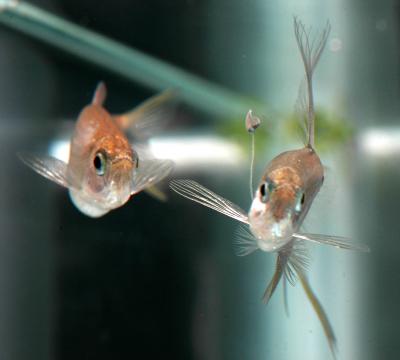 Male Sex Ornaments Are Fishing Lures, Literally