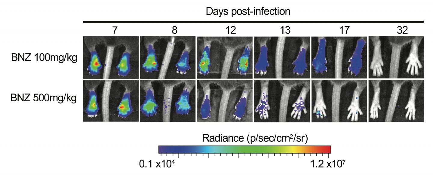 A Modified Treatment Schedule Wipes Out Dormant, Drug-Evading Parasites in Mice (1 of 4)