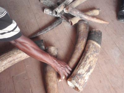 Elephant Tusk