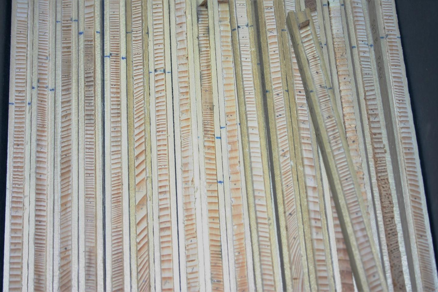 Tree Cores