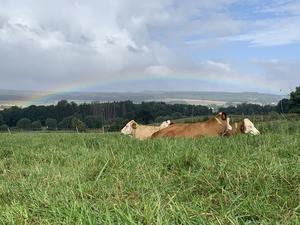 Cattle are resting in the field at Göttingen University’s farming area to carry out research in Relliehausen during a trial of grazing using the "Nofence" virtual fencing system (2021).