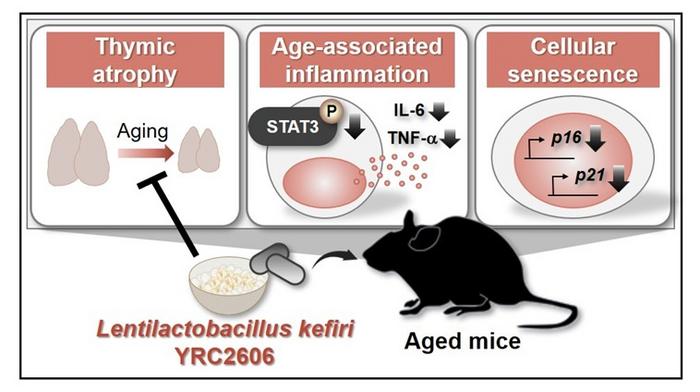 Impact of heat-killed Lentilactobacillus kefiri YRC2606 on aging-related immunosenescence