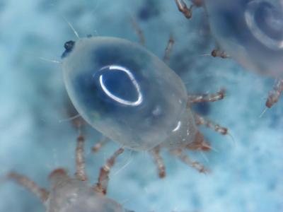 Female Soil Mite