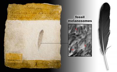 Feather Composite