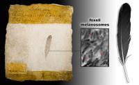 Feather Composite