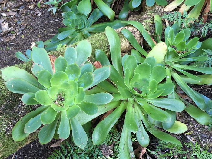 Aeonium cuneatum