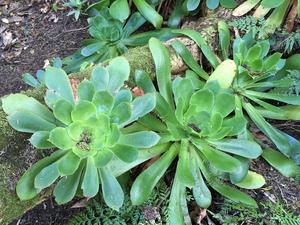 Aeonium cuneatum