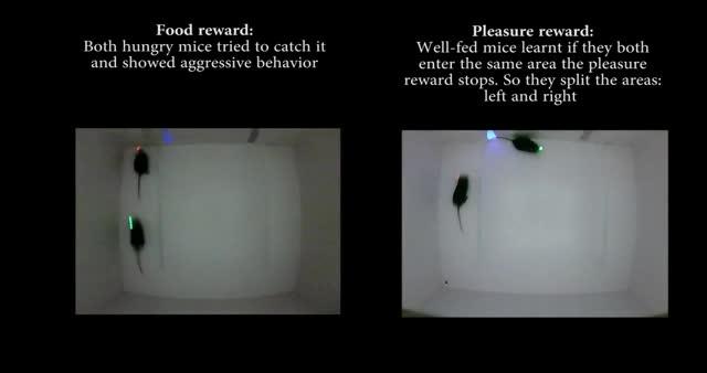 Mice and Consent Rules: The Experimental Set-Up