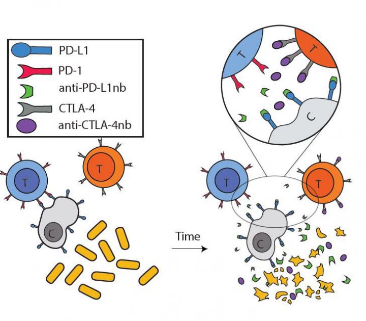 Bacterial Factories Release Checkpoint Inhibitors Locally to Safely Kill Tumors (1 of 1)