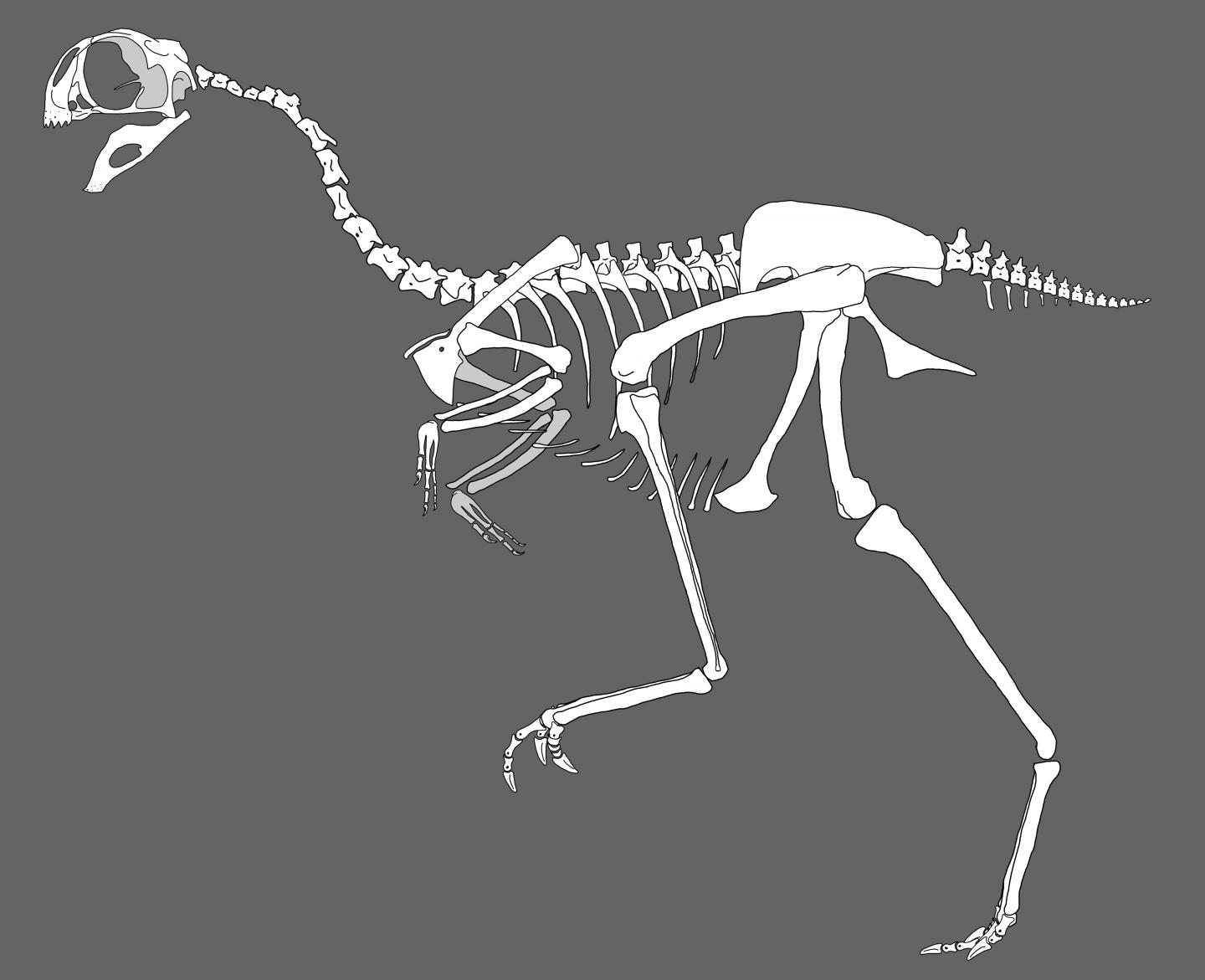 <em>Avimimus</em> Reconstruction