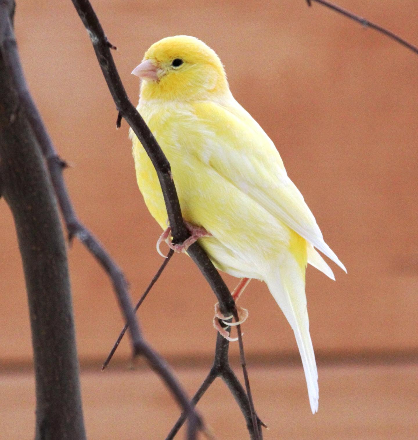 Canary