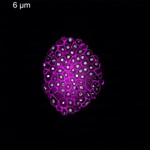 Fluorescence imaging of a pre-gastrula zebrafish embryo