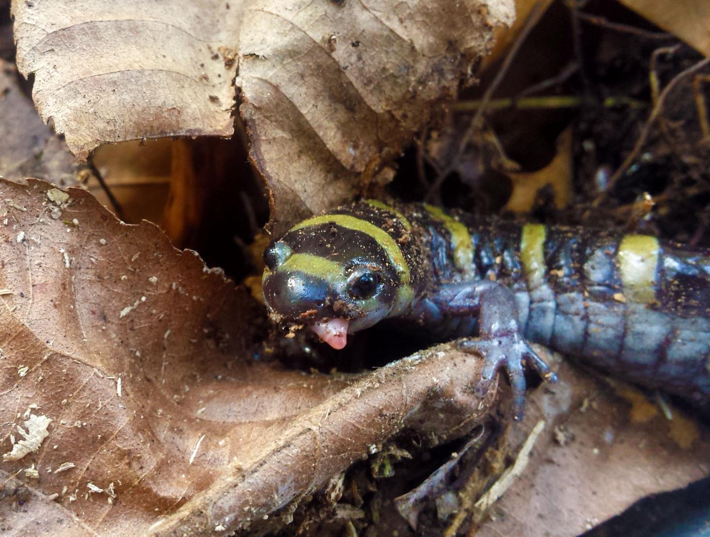 Ringed Salamander