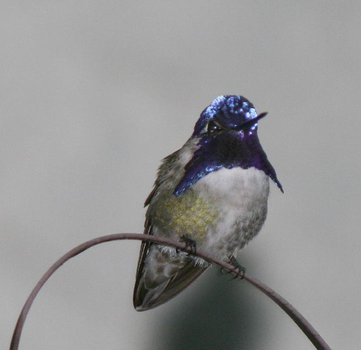 Costa's Hummingbird