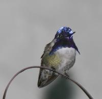 Costa's Hummingbird