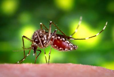 <i>Aedes aegypti</i> Mosquito Feeding