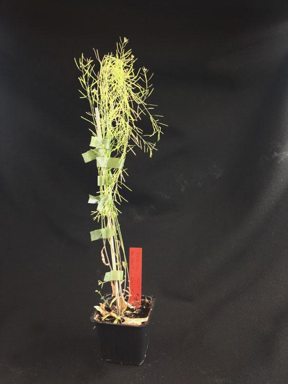 Stefan Jansson, Ume&aring; University