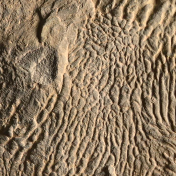 turbidite wrinkles