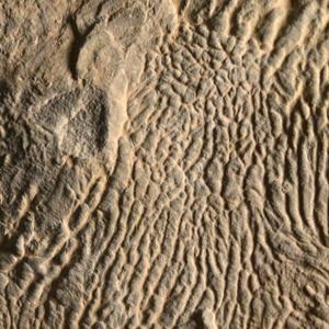 turbidite wrinkles
