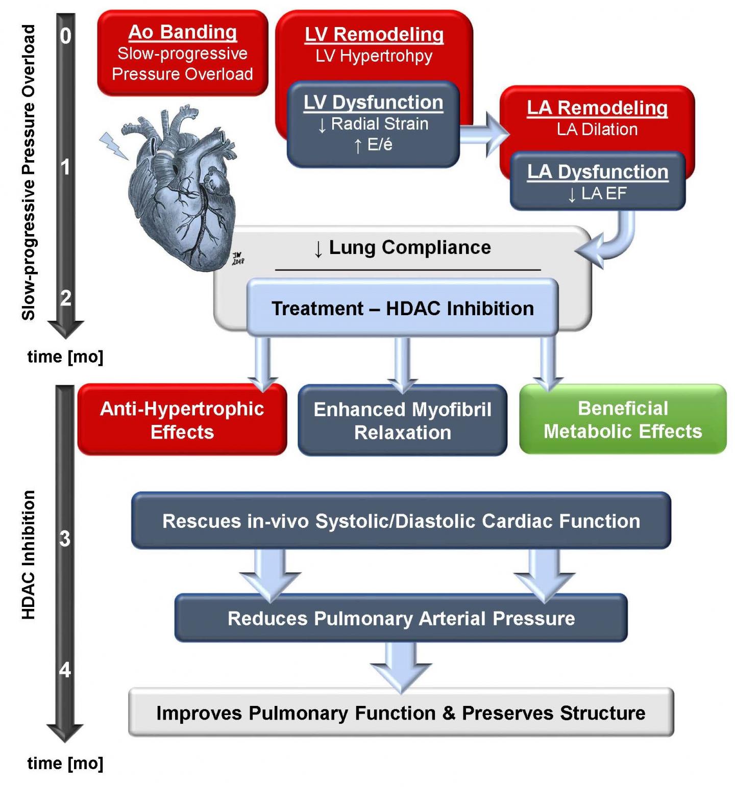 Small Molecule Inhibitor Improves Cat Heart and Lung Function (1 of 3 ...