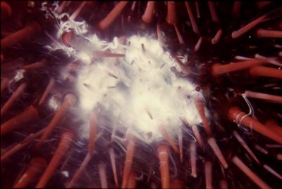 Sea Urchin Fertilization and New Species