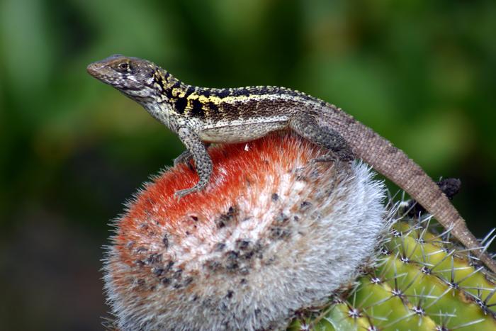 An adult male Turks and Caicos Curlytail (Leiocephalus psammodromus apocrinus) perches on top of a Turks cap Cactus (Melocactus intortus)