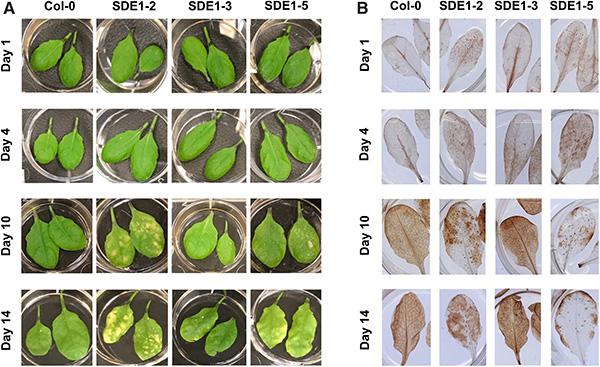 Sec-delivered effector 1 (SDE1) induces reactive oxygen species (ROS) accumulation